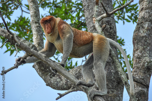 Photography Proboscis monkey on Borneo