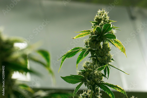 Budding Marijuana Plant Cannabis Nug photo