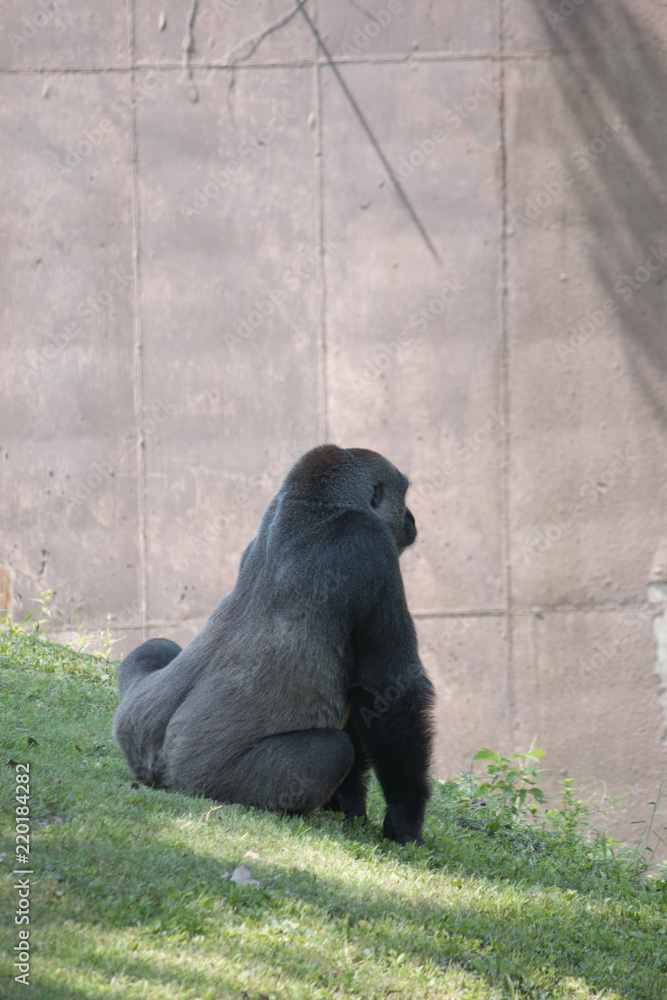 Gorilla Strikes a Pose Photograph by Mesa Teresita - Pixels