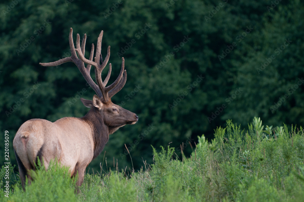 Naklejka premium Bull in Summer Velvet at Sunset