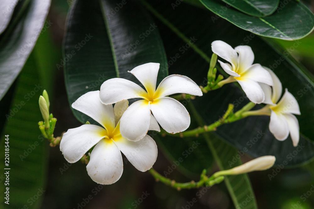 Fototapeta premium White Plumeria flowers in Thailand 