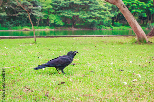 Black Carrion Crow (Corvus corone).