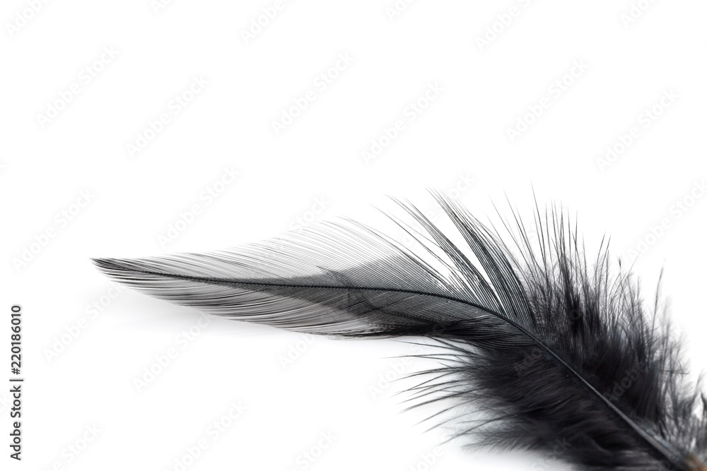 Close-up of Black feather isolated on white Close-up of Black feather isolated on white