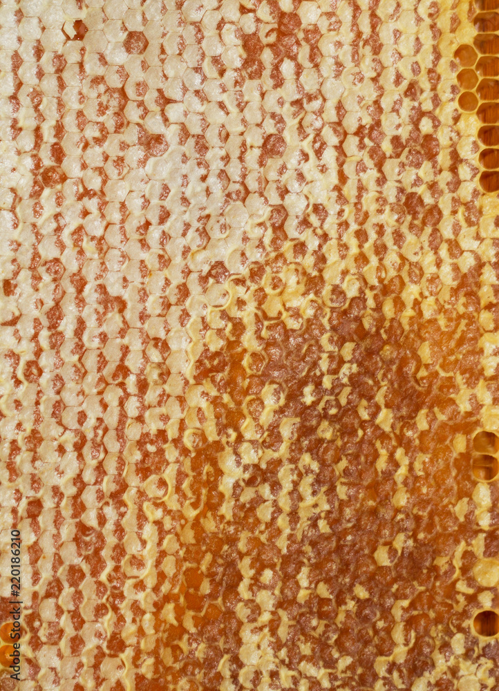Backgroung of honeycombs with honey. Backgroung of honeycombs with honey.