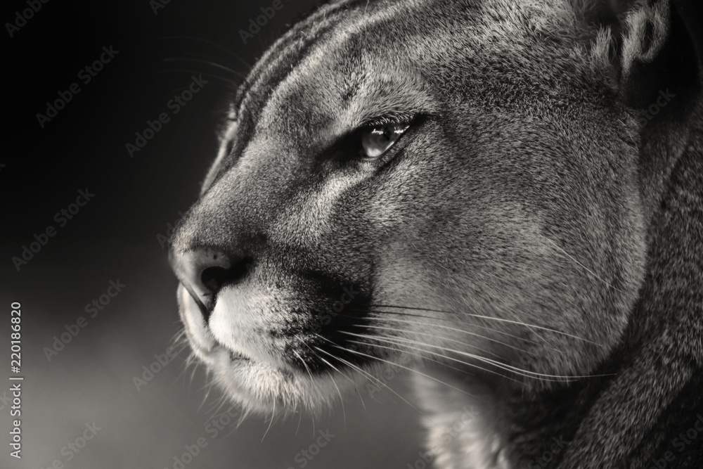 Fototapeta premium Czarno biała twarz American puma, cougar