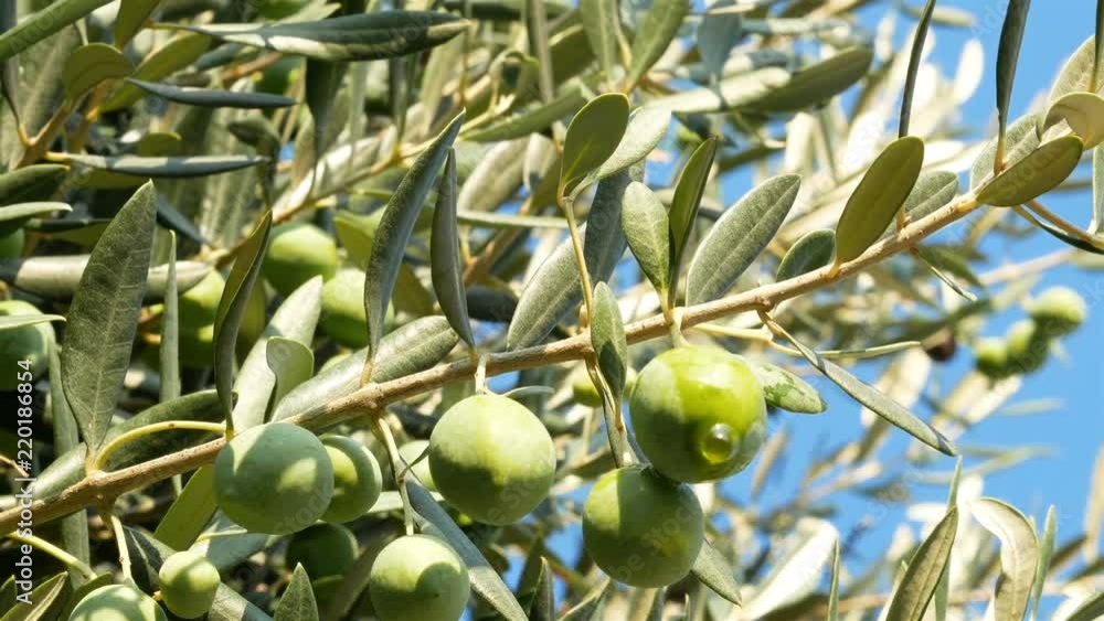 Green olive on tree pouring olive oil low view with blue sky background concept Green olive on tree pouring olive oil low view with blue sky background concept