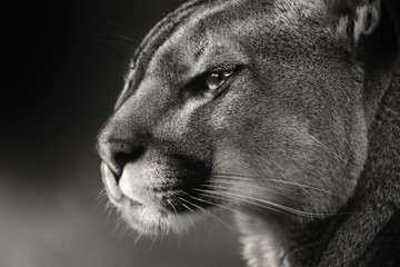 Crédence de cuisine Puma Portrait noir et blanc d'un puma  © denisapro