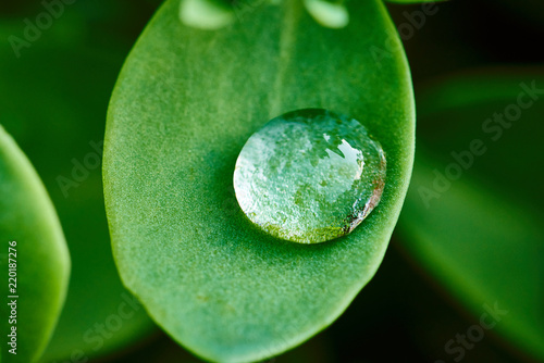 Large Water bead on vibrant green leave