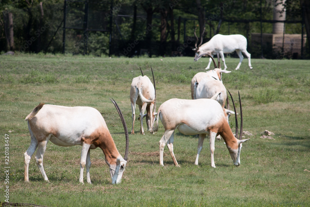 Fototapeta premium Scimitar horned oryx herd 2