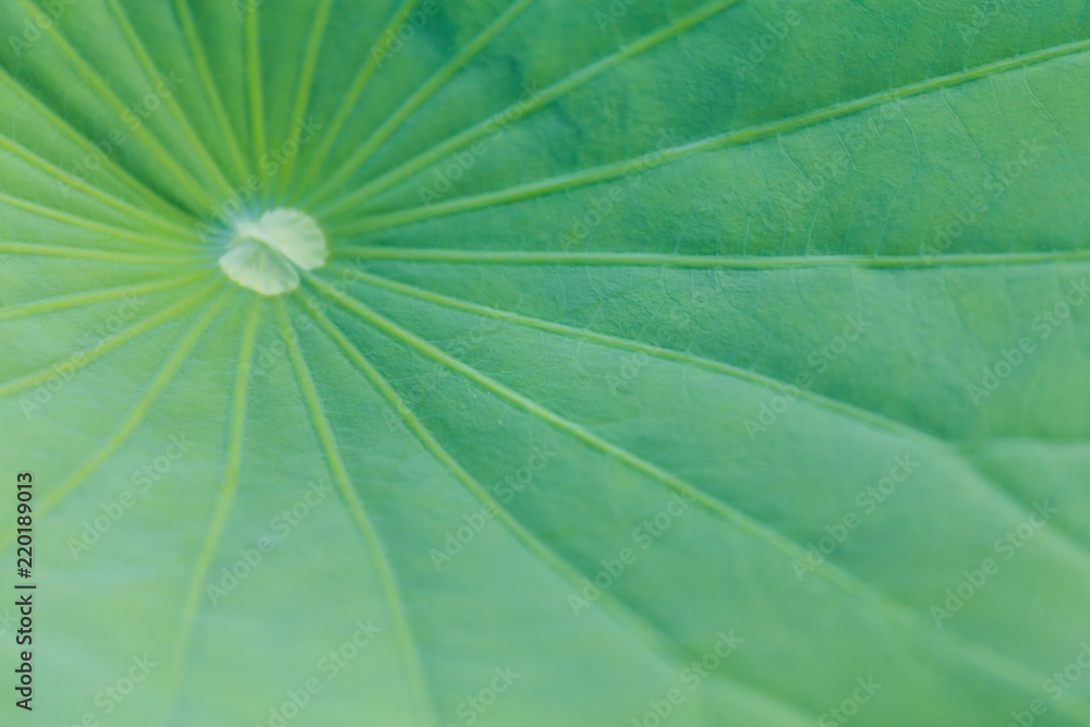 Green Lotus leaf texture Green Lotus leaf texture