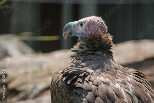 Lappet-Faced Vulture photo