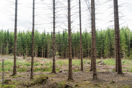 Fototapeta Naklejka Na Ścianę i Meble -  Spruce tree forest in different ages