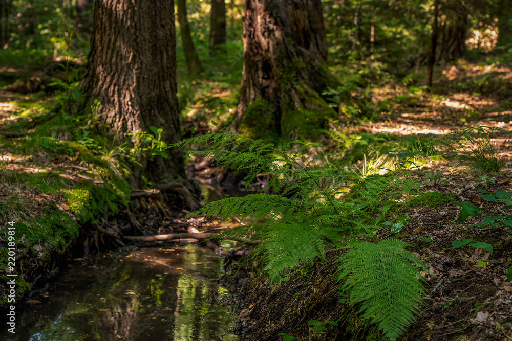 in the middle of the forest - Mitten im Wald in the middle of the forest - Mitten im Wald