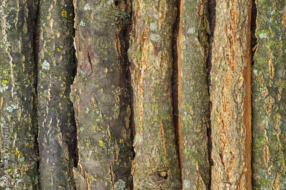 Fototapeta premium Oak bark pieces