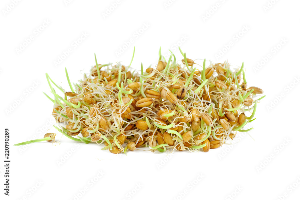 Sprouted wheat grains