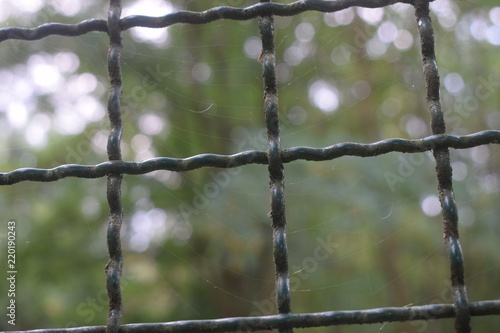 Nahaufnahme von Gartenzaun mit Blick auf Wald und Spinnennetz 