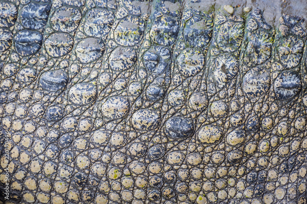 Real Crocodile skin texture Real Crocodile skin texture