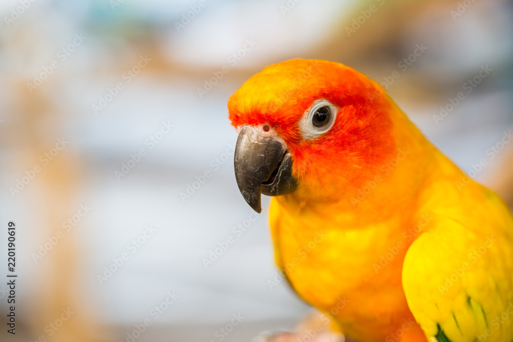 Close up head and mouse of Sun Parakeet or Sun Conure yellow and orange parrot