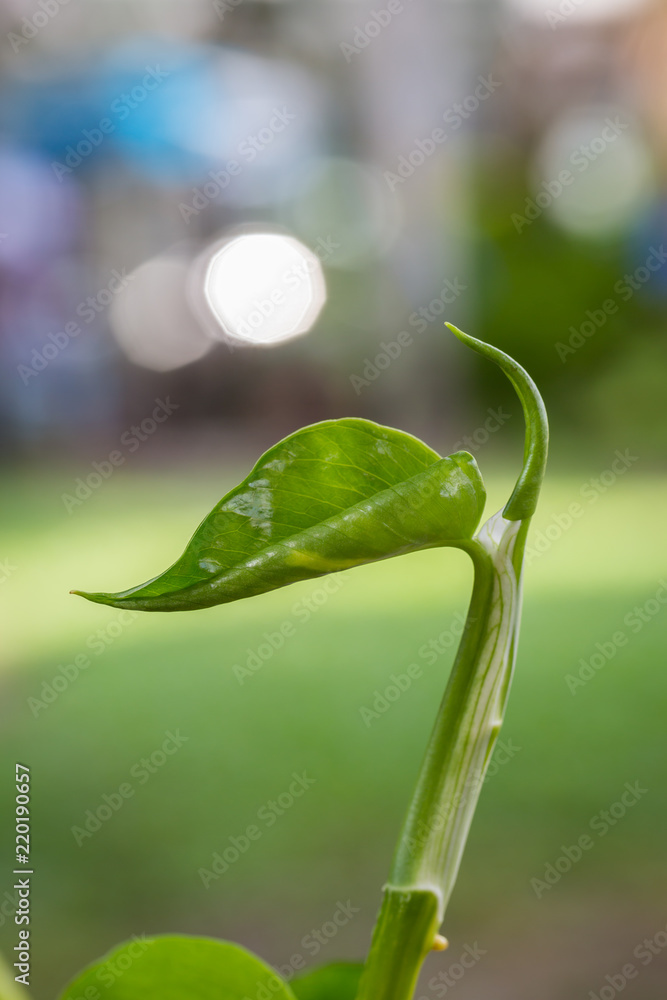 Green treetop with colorful bokeh in nature