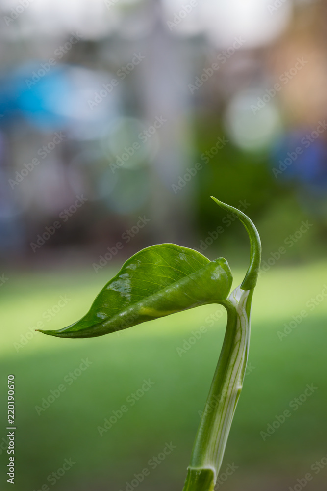 Green treetop with colorful bokeh in nature Green treetop with colorful bokeh in nature