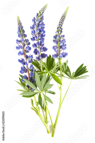 lupine flower isolated on white background