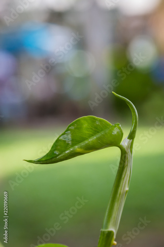 Green treetop with colorful bokeh in nature