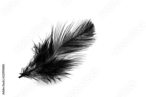 Close-up of small black feather isolated on white