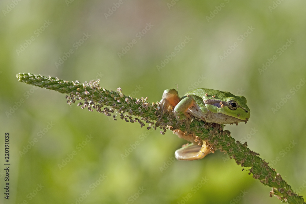 Leaf frog Leaf frog