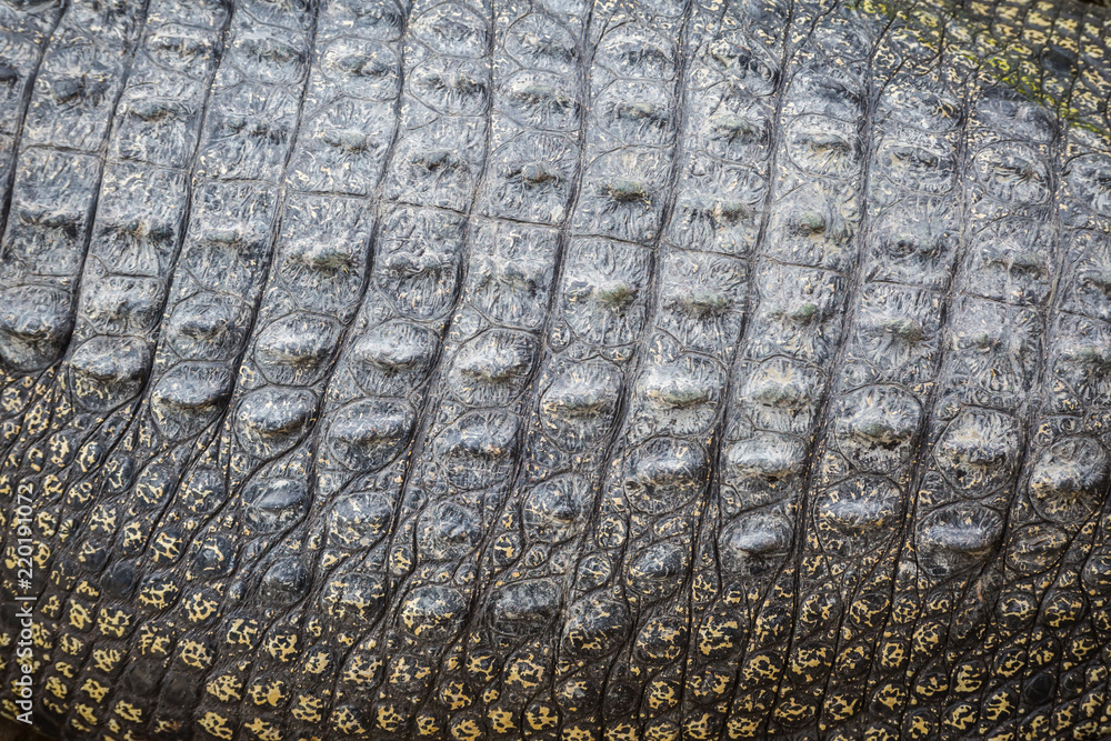Naklejka premium Real Crocodile skin texture