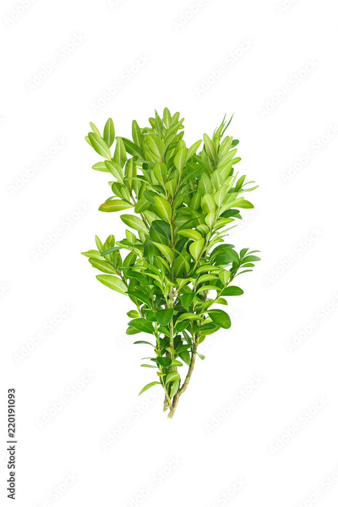 Boxtree branch Boxtree branch