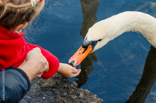 Fototapeta Naklejka Na Ścianę i Meble -  kid feeding white swan from hand in city park, swan on water.feed a birds in park,shore of a lake. swans swimming in a dark pond.Family feeding wild birds including ducks, geese, swans