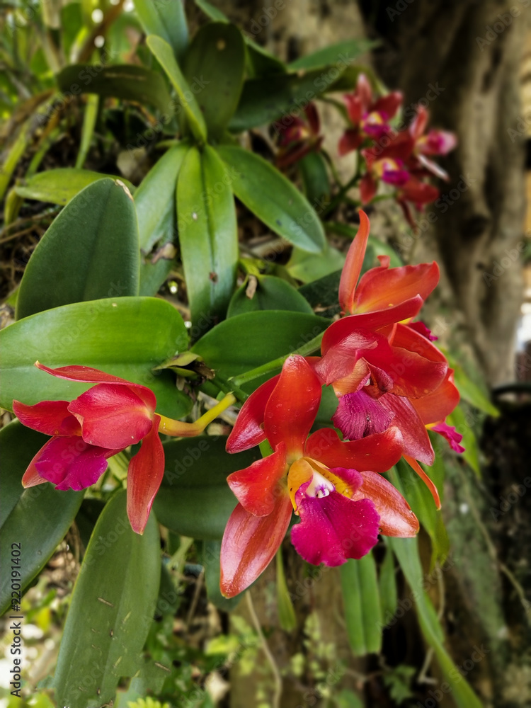  Red orchid blooming on the tree