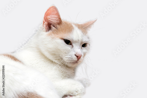 Cat on white background close-up.