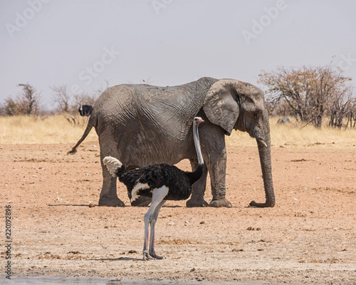 Ostrich And Elephant