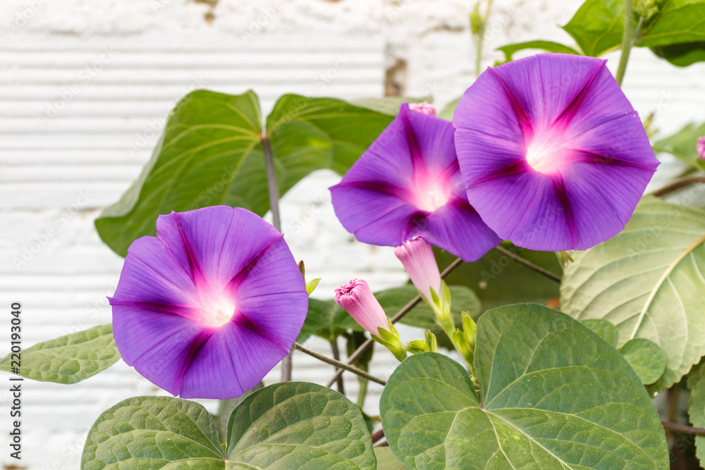 Fotografia do Stock: Planta con flores de Ipomoea purpurea. Don Diego de  día, Campanilla morada, Gloria de la mañana. | Adobe Stock