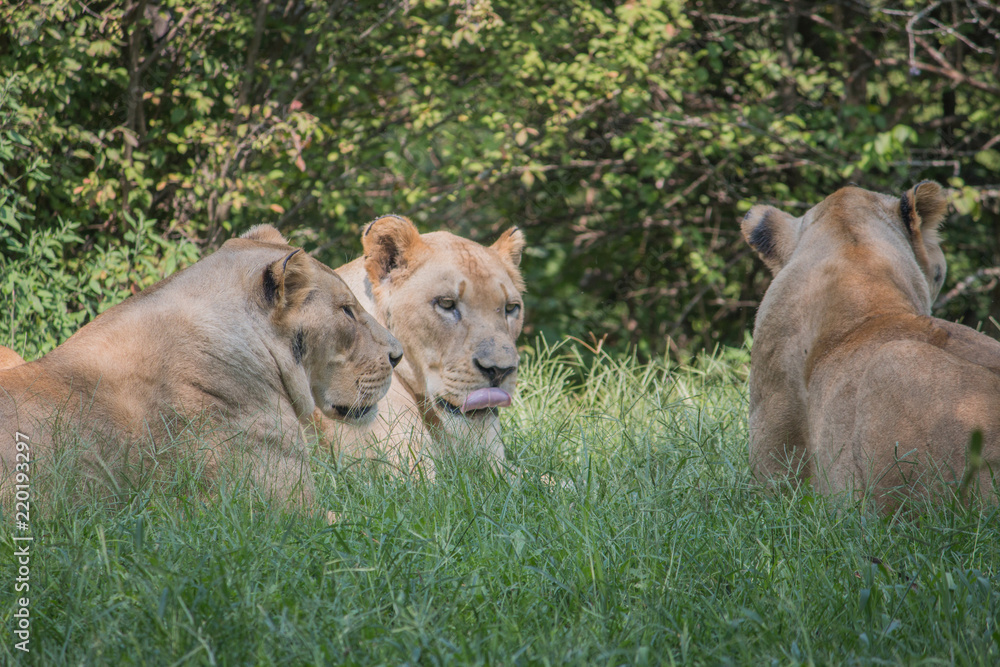 Naklejka premium lion pride 2