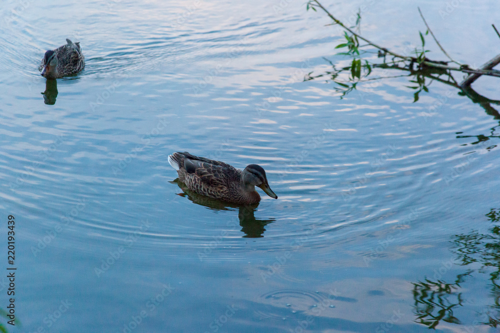 Duck on the lake Duck on the lake