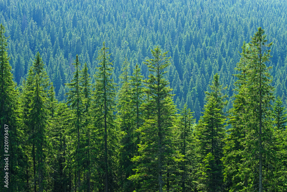 Spruce forest Spruce forest
