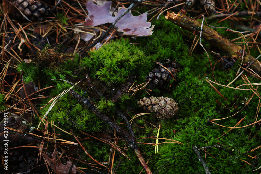 moss moss