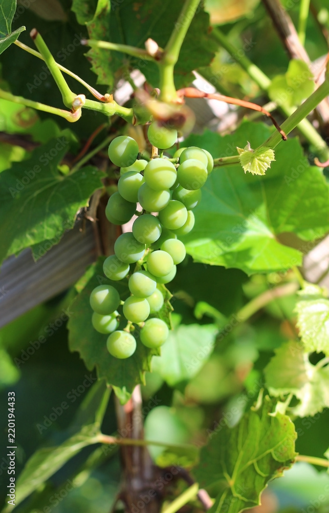 green ripening grapes on the vine green ripening grapes on the vine