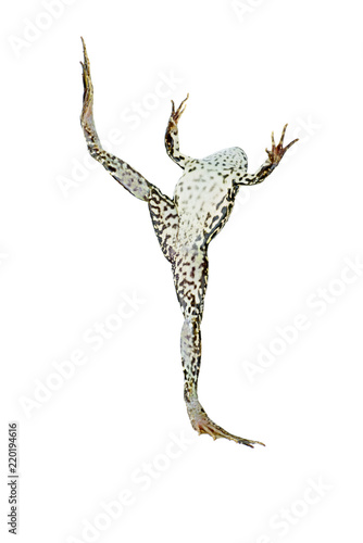 Ballet-dancing frog. White background