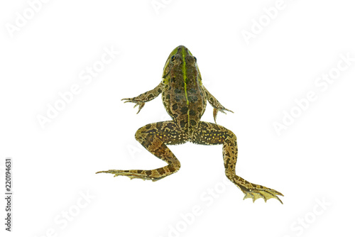 Common green frog isolated on white background. View from above