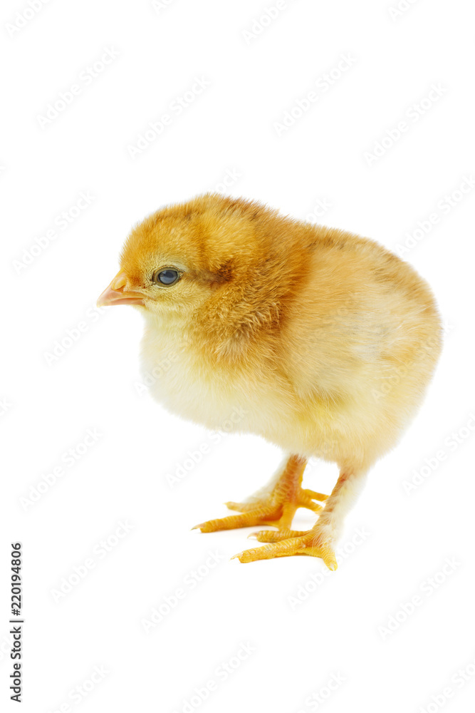 Fototapeta premium Tiny yellow-brown chicken