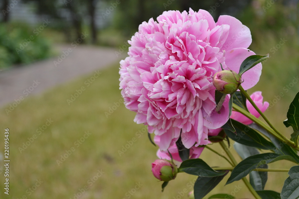 Pink peonies in garden Pink peonies in garden