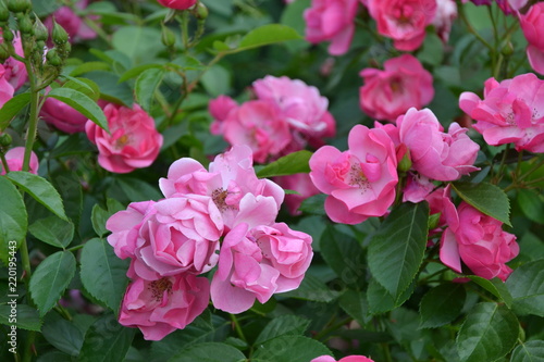 Angela bright pink rose in garden