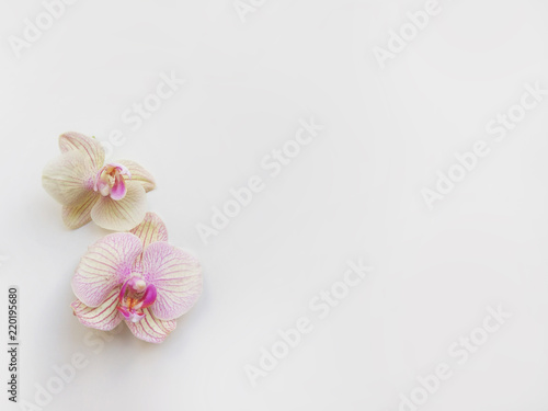 Flat lay composition with orchid flowers