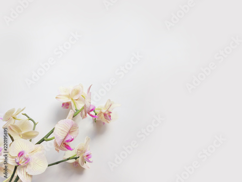 Flat lay composition with orchid flowers