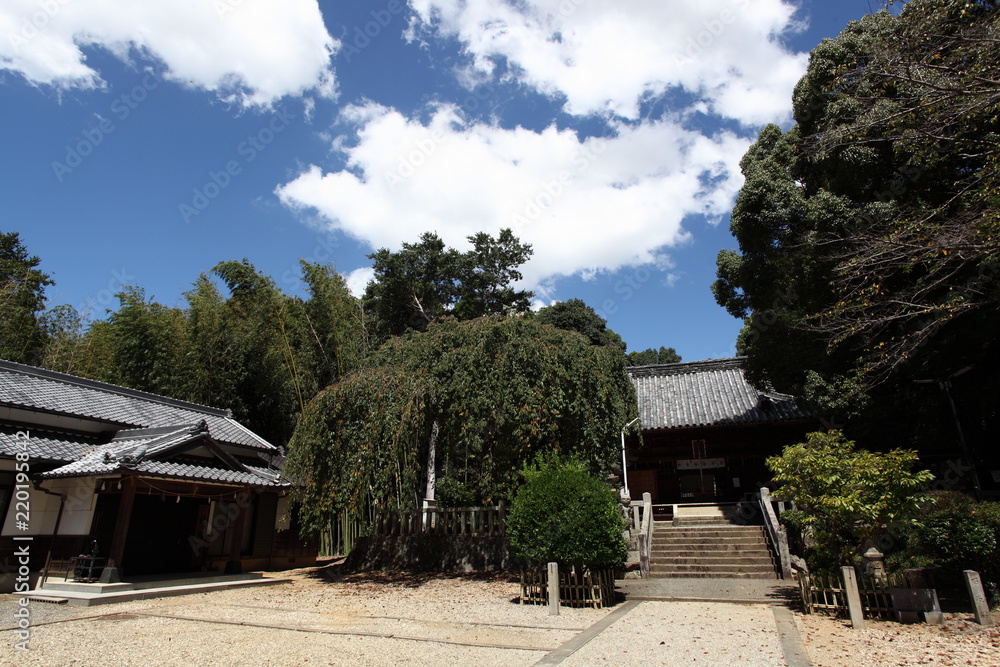 Fototapeta premium 夏雲