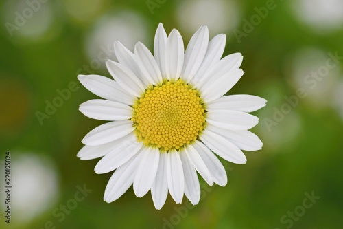 Wild daisy flower, symbol of purity © Tunatura