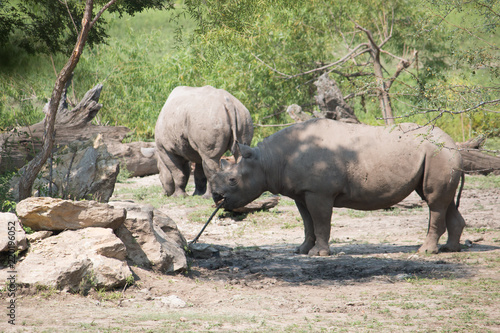 Rhinos photo